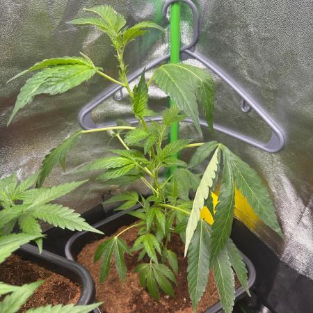 Bruce Banner (Dark Horse)