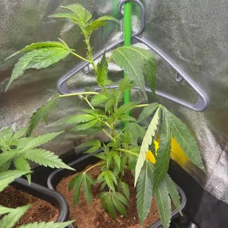 Bruce Banner (Dark Horse)