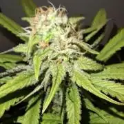 Dutch Passion Master Kush