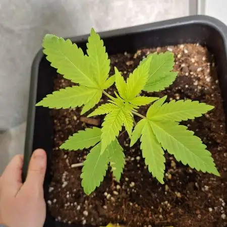 Dutch Passion Master Kush