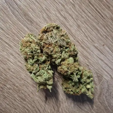 Dutch Passion Master Kush