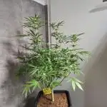 Think Fast - Dutch Passion - first try