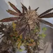 Bruce Banner (Dark Horse)