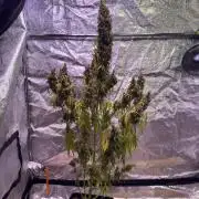 80s Durban Poison - Love of Landrace