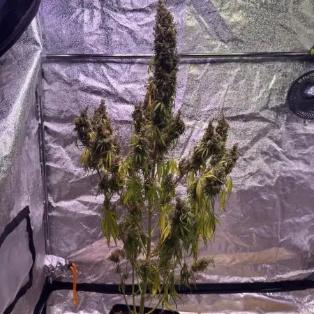 80s Durban Poison - Love of Landrace
