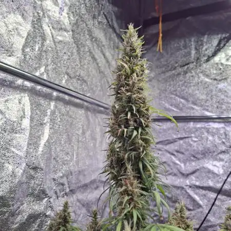 80s Durban Poison - Love of Landrace