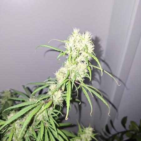 Ivory Coast Landrace - Love of Landrace
