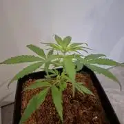 Ituri Noire - Love of Landrace