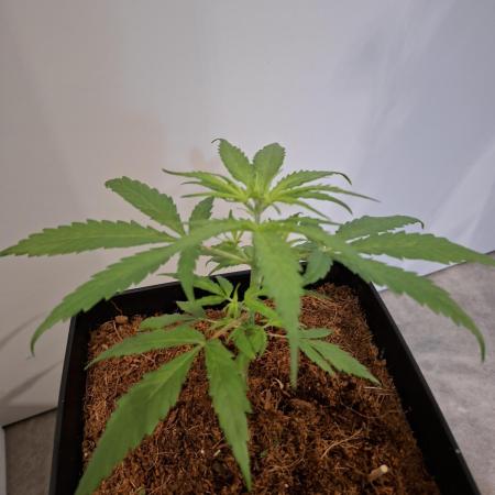 Ituri Noire - Love of Landrace