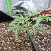 Frosty's Purple Freak