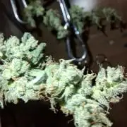 Nigerian Sativa - Love of Landrace