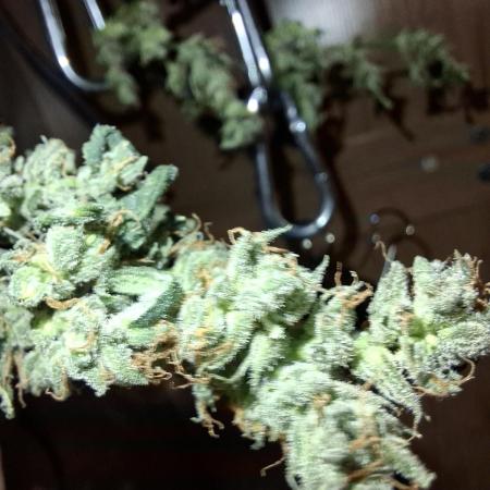 Nigerian Sativa - Love of Landrace