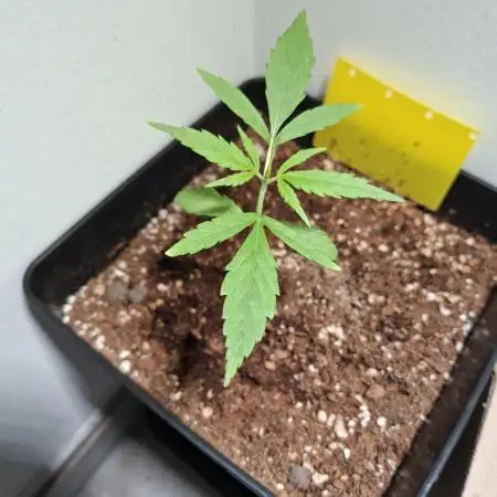 Nigerian Sativa - Love of Landrace