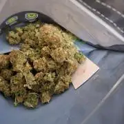 Dutch Passion Master Kush