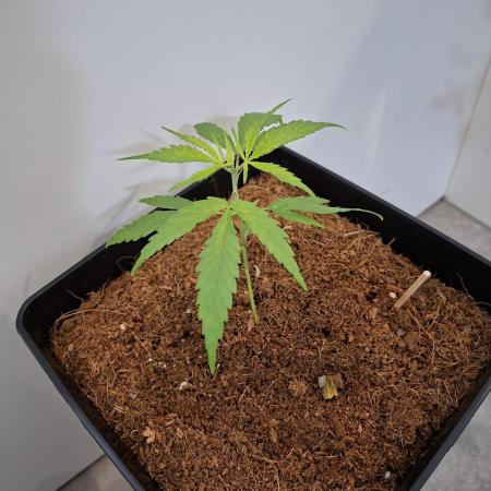 Ituri Noire - Love of Landrace