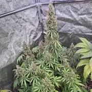 80s Durban Poison - Love of Landrace