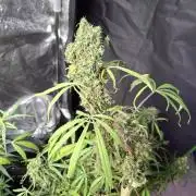 Nigerian Sativa #2 - Love of Landrace