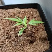 Ituri Noire - Love of Landrace