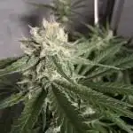 Think Fast - Dutch Passion - first try