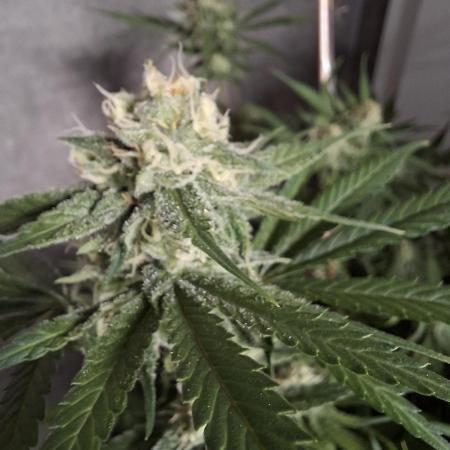 Think Fast - Dutch Passion - first try