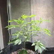 Balochistan Black Tiger - LoveofLandrace