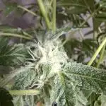 Bruce Banner (Dark Horse)