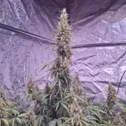 80s Durban Poison - Love of Landrace