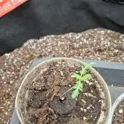 Frosty's Purple Freak