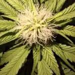 Dutch Passion Master Kush