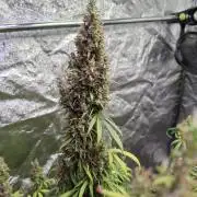 80s Durban Poison - Love of Landrace