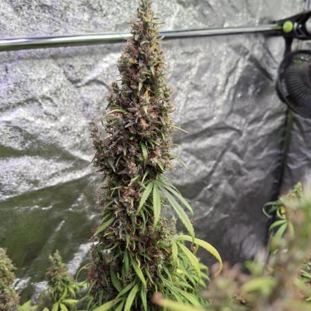 80s Durban Poison - Love of Landrace