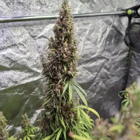 80s Durban Poison - Love of Landrace