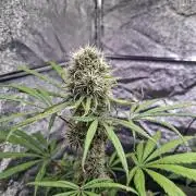 Nigerian Sativa #2 - Love of Landrace