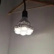 Nigerian Sativa - Love of Landrace