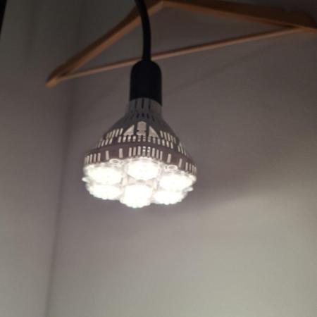 Nigerian Sativa - Love of Landrace