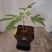 Desfrán - Dutch Passion