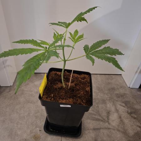 Desfrán - Dutch Passion