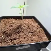 Desfrán - Dutch Passion