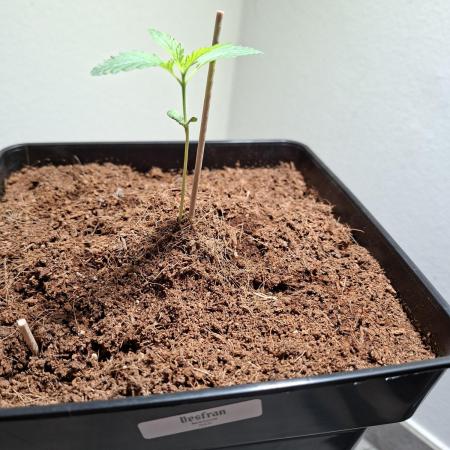 Desfrán - Dutch Passion