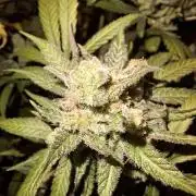 Think Fast - Dutch Passion - first try