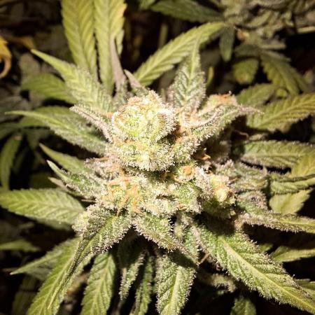 Think Fast - Dutch Passion - first try