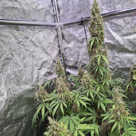 80s Durban Poison - Love of Landrace
