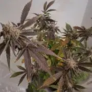 Bruce Banner (Dark Horse)