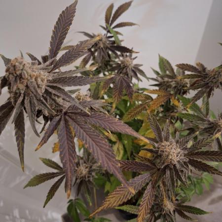 Bruce Banner (Dark Horse)