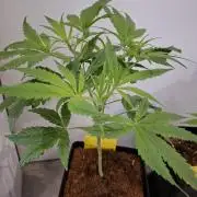 Desfrán - Dutch Passion