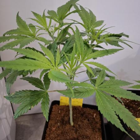 Desfrán - Dutch Passion