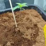Think Fast - Dutch Passion - first try