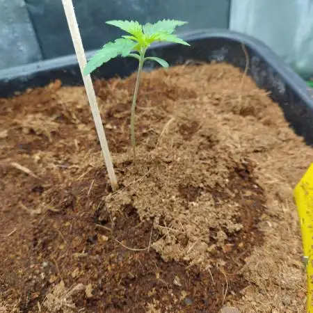 Think Fast - Dutch Passion - first try