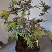 Bruce Banner (Dark Horse)