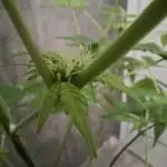 Dutch Passion Master Kush